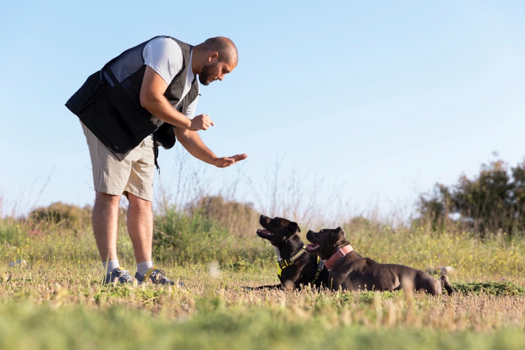 Entrenamiento de obediencia básica para perros